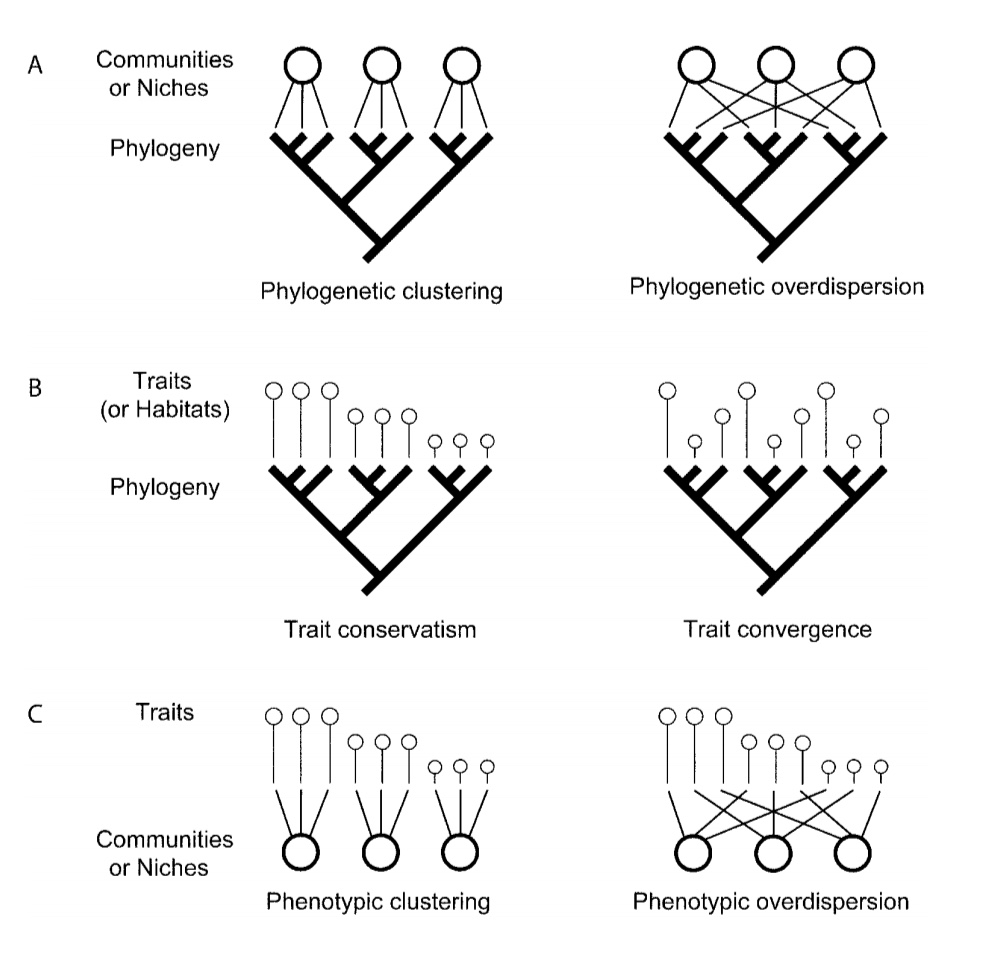 Phylogenetic Diversity, Functional Diversity, And Trait-based Approaches